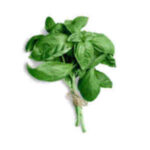 Basilic