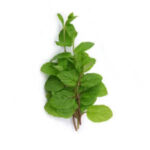 Menthe