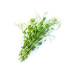 Pousses de pois