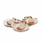 Coquille Saint-Jacques