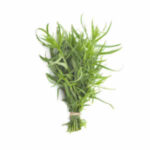 Estragon